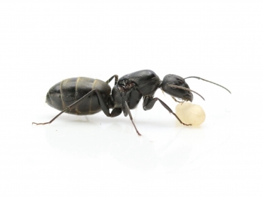 Camponotus rufoglaucus feae